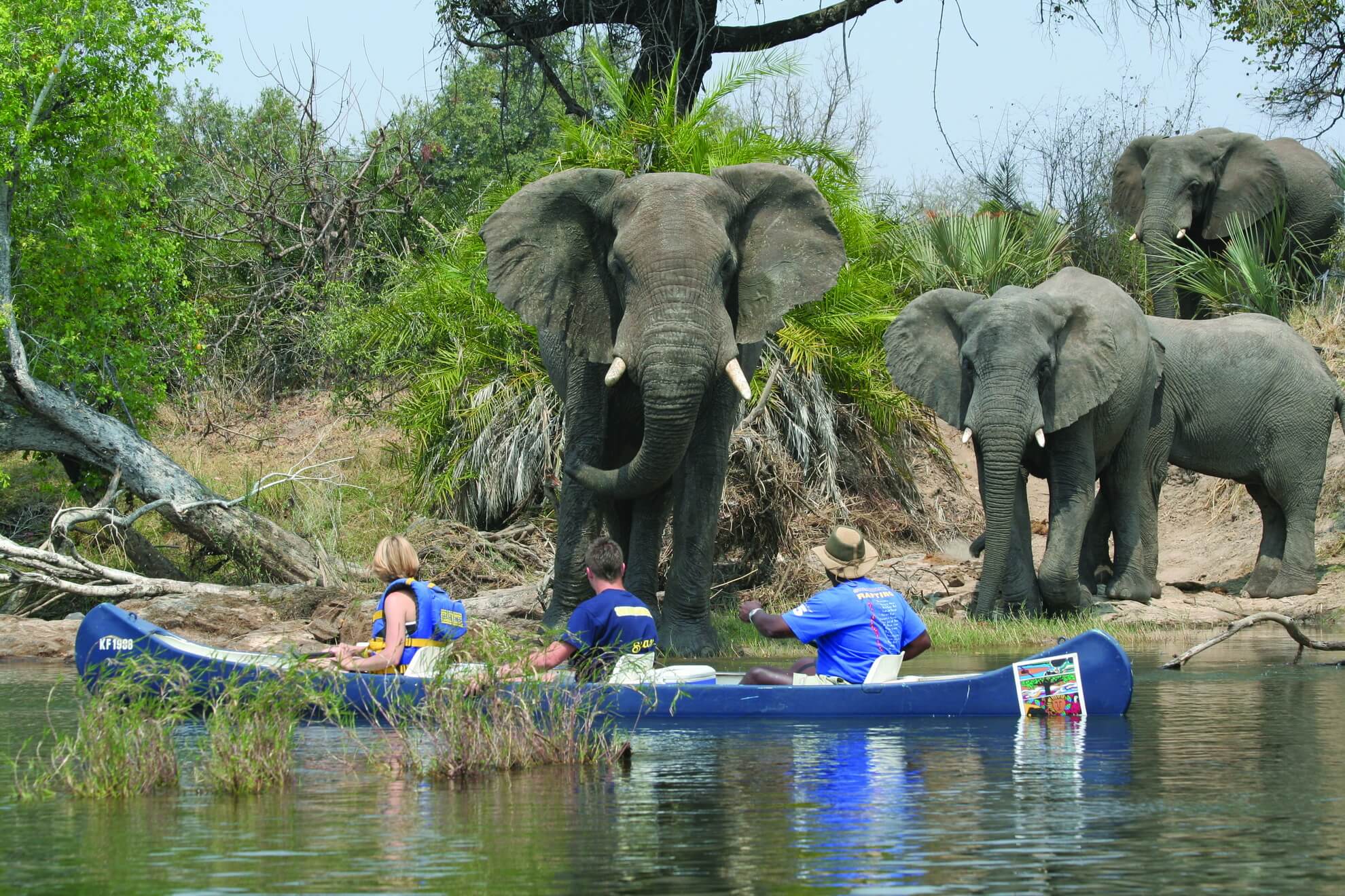 Canoe safari passing elephants on the Zambezi