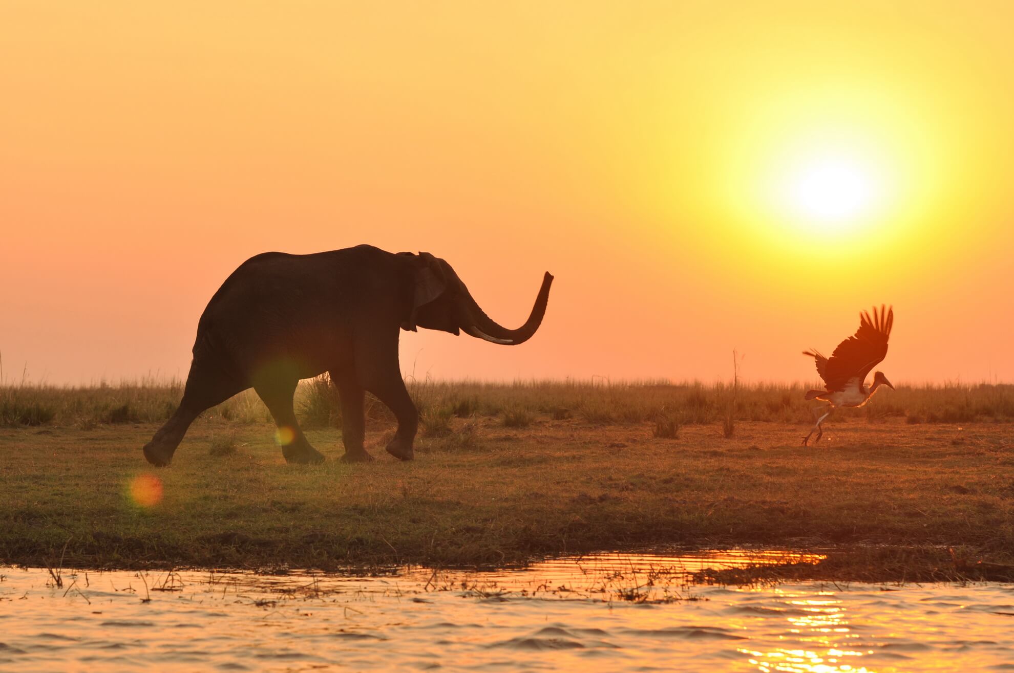 Elephants crossing open bush near Victoria Falls