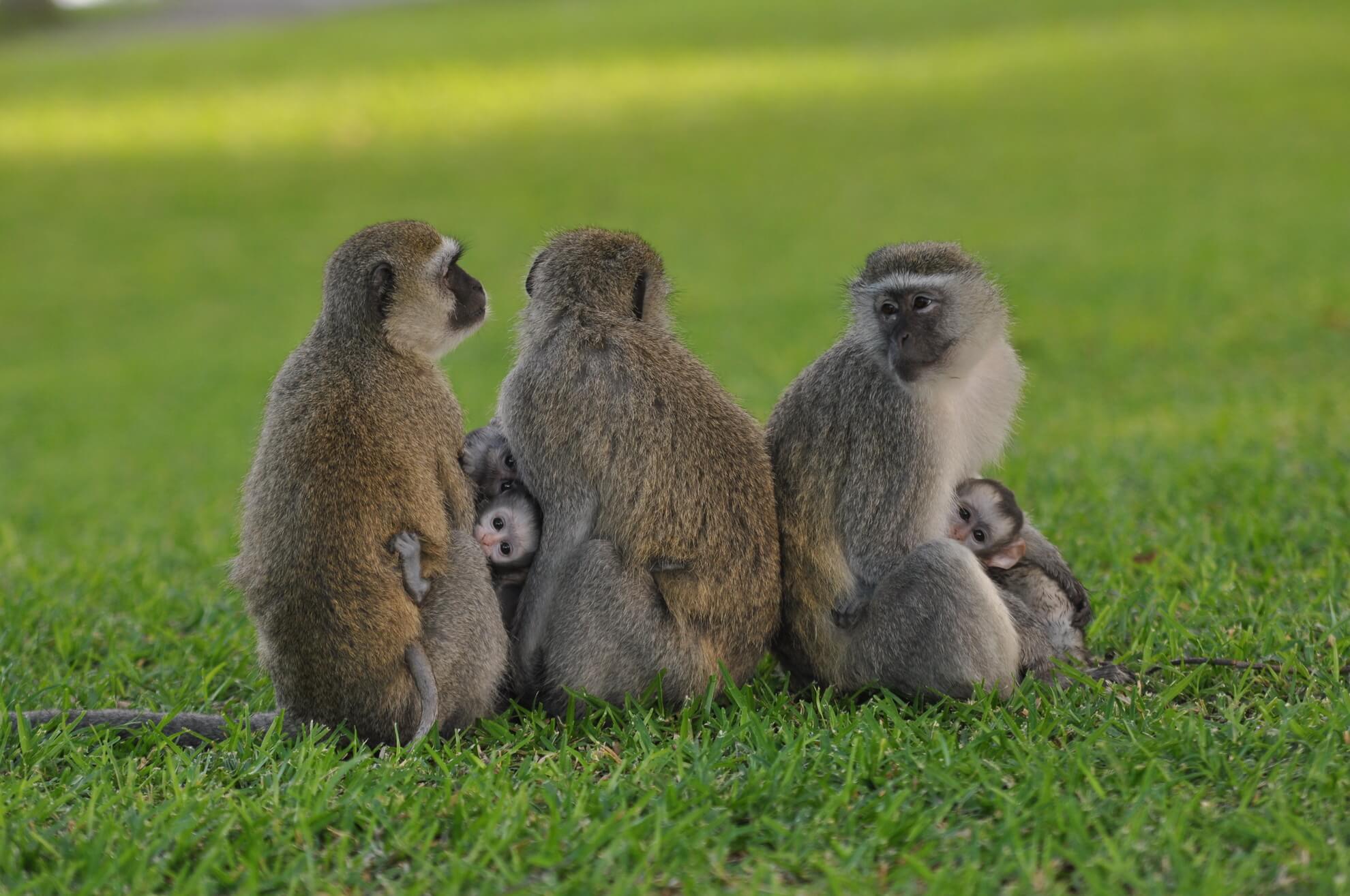 Vervet monkeys in riverside woodland