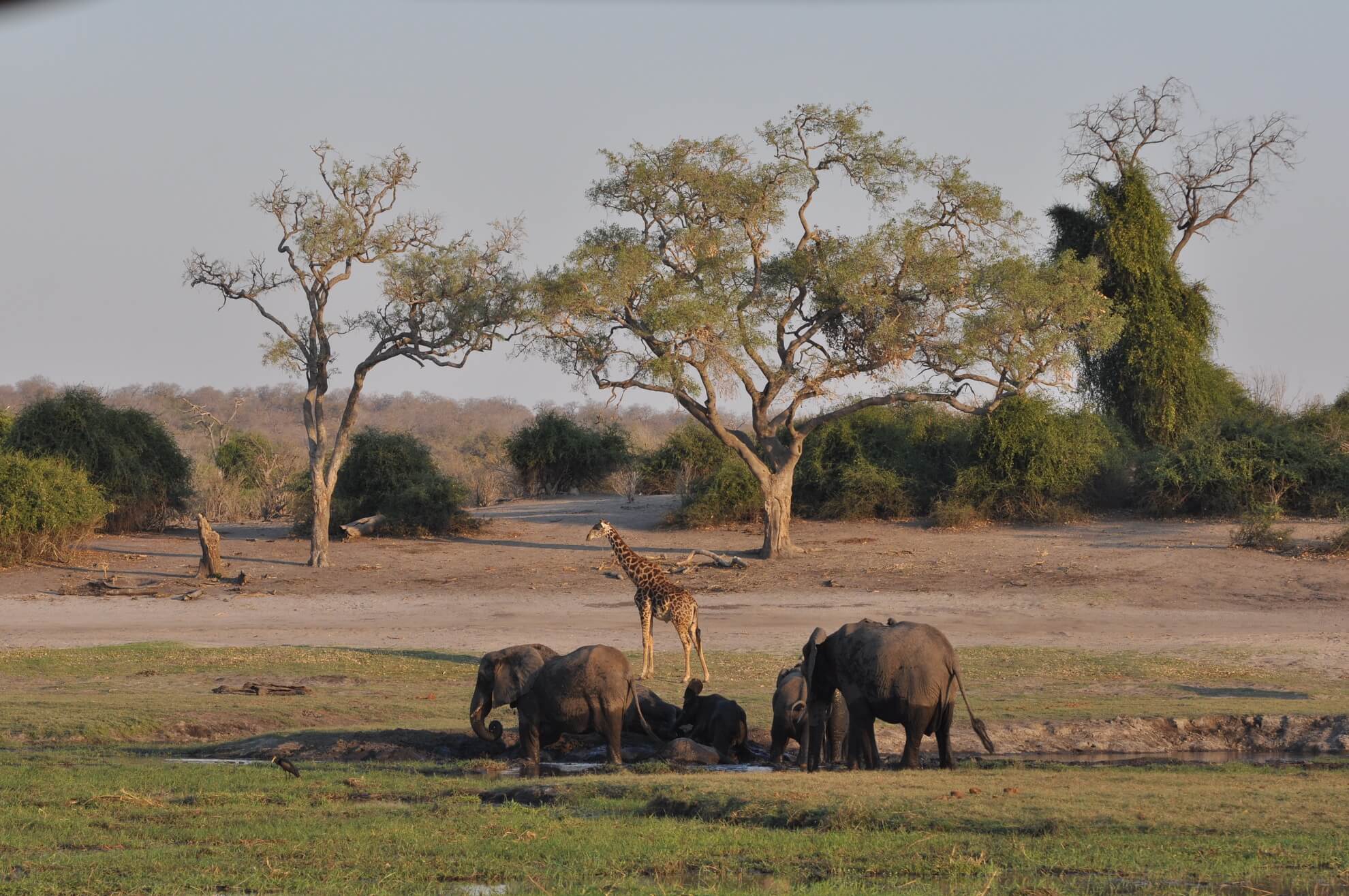 Elephant on the Zambezi floodplain